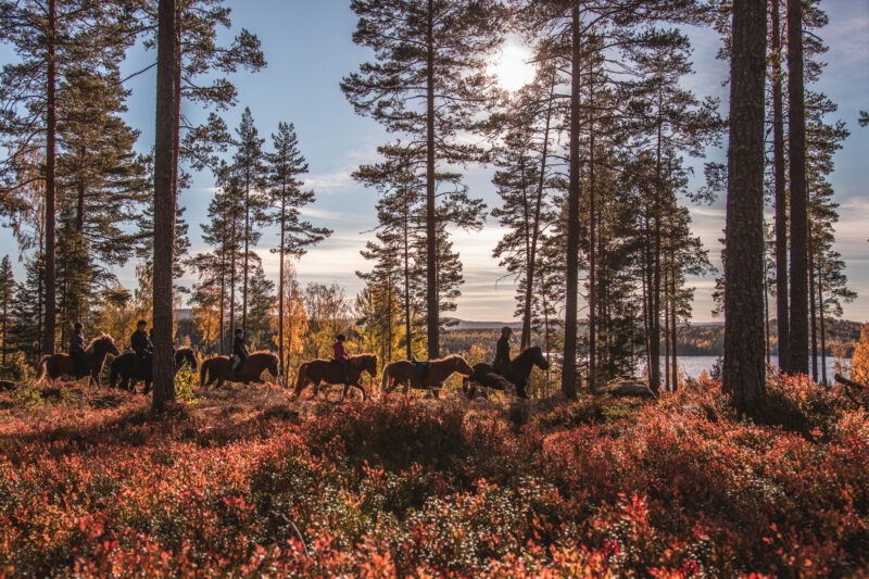 Horseback Riding in H�lsingland